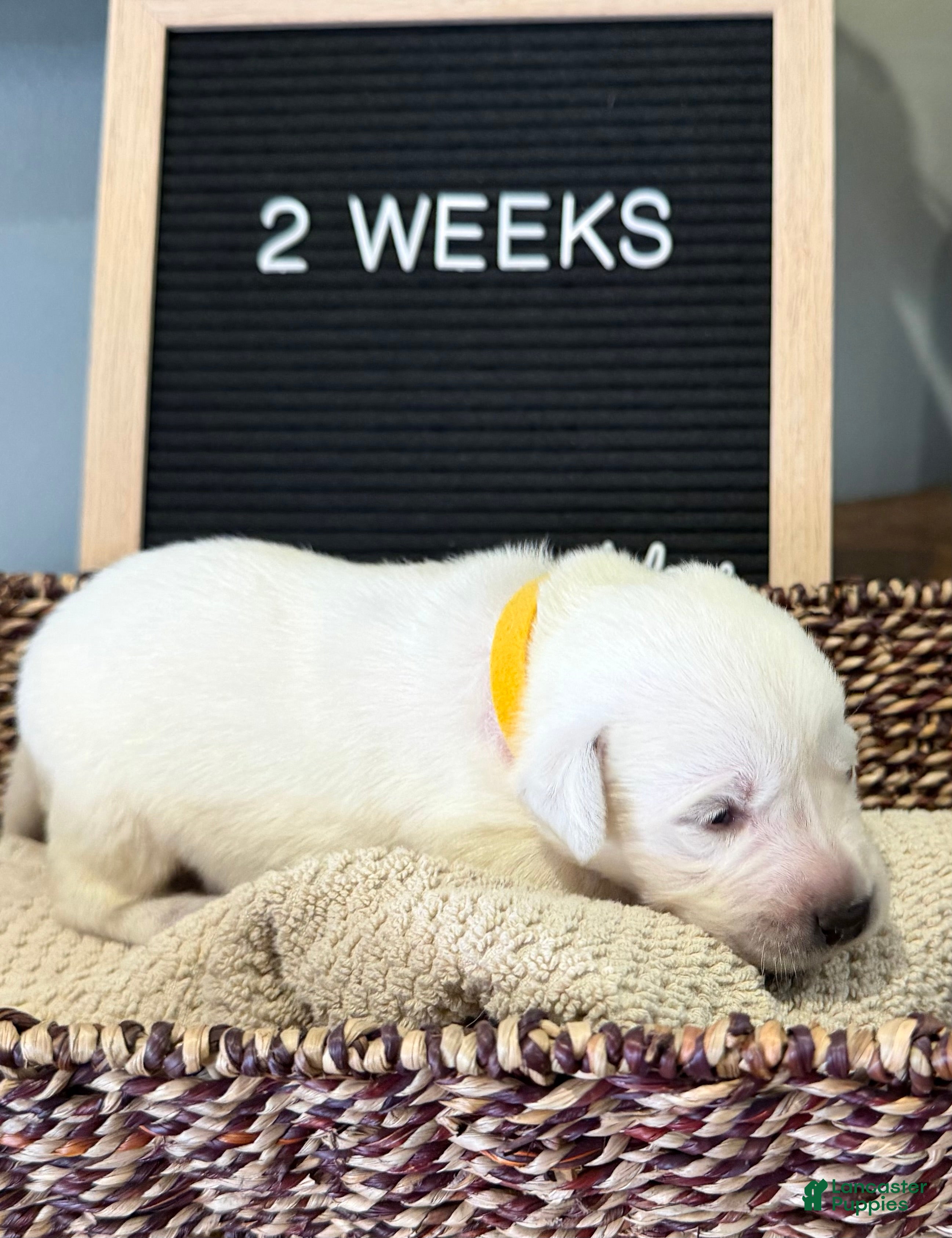Labrador Retriever dogs Yellow - Ad 1