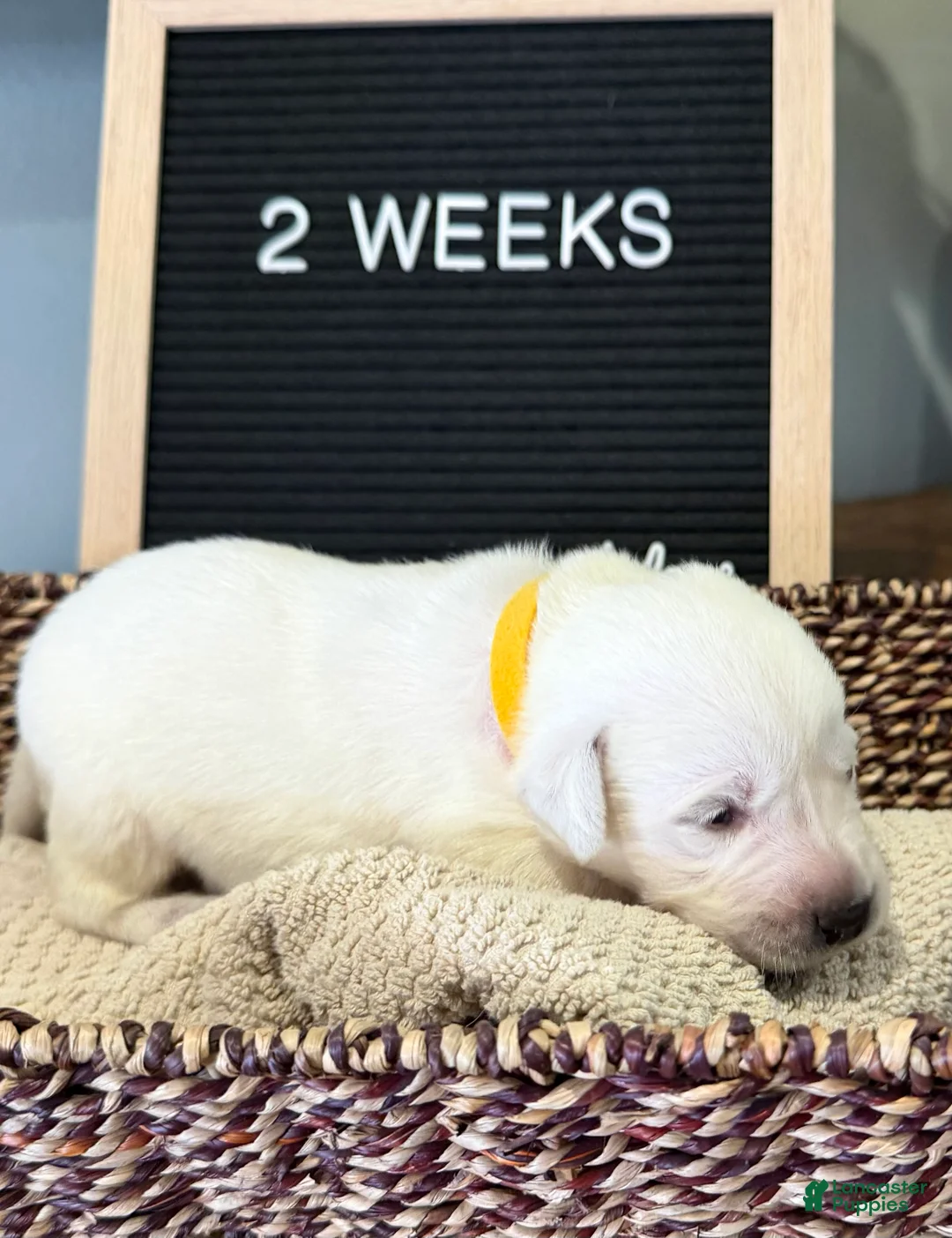 Labrador Retriever dogs for sale: Yellow - Ad 1
