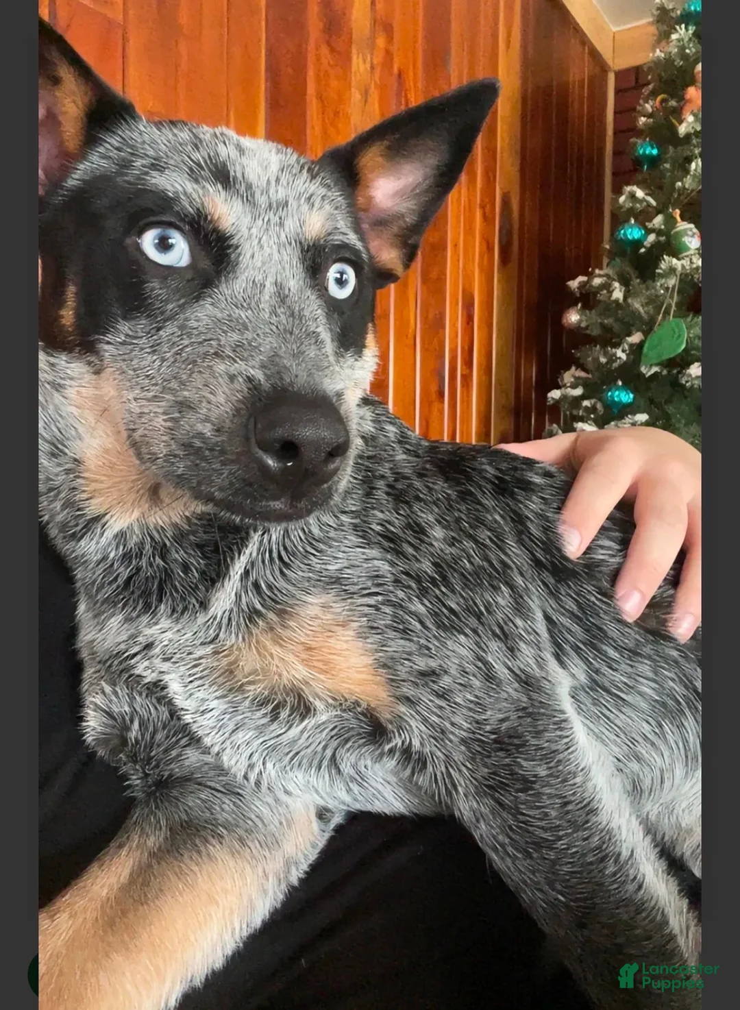 Australian Cattle Dog dogs for sale: Australian Cattle Dog 1 - Ad 1