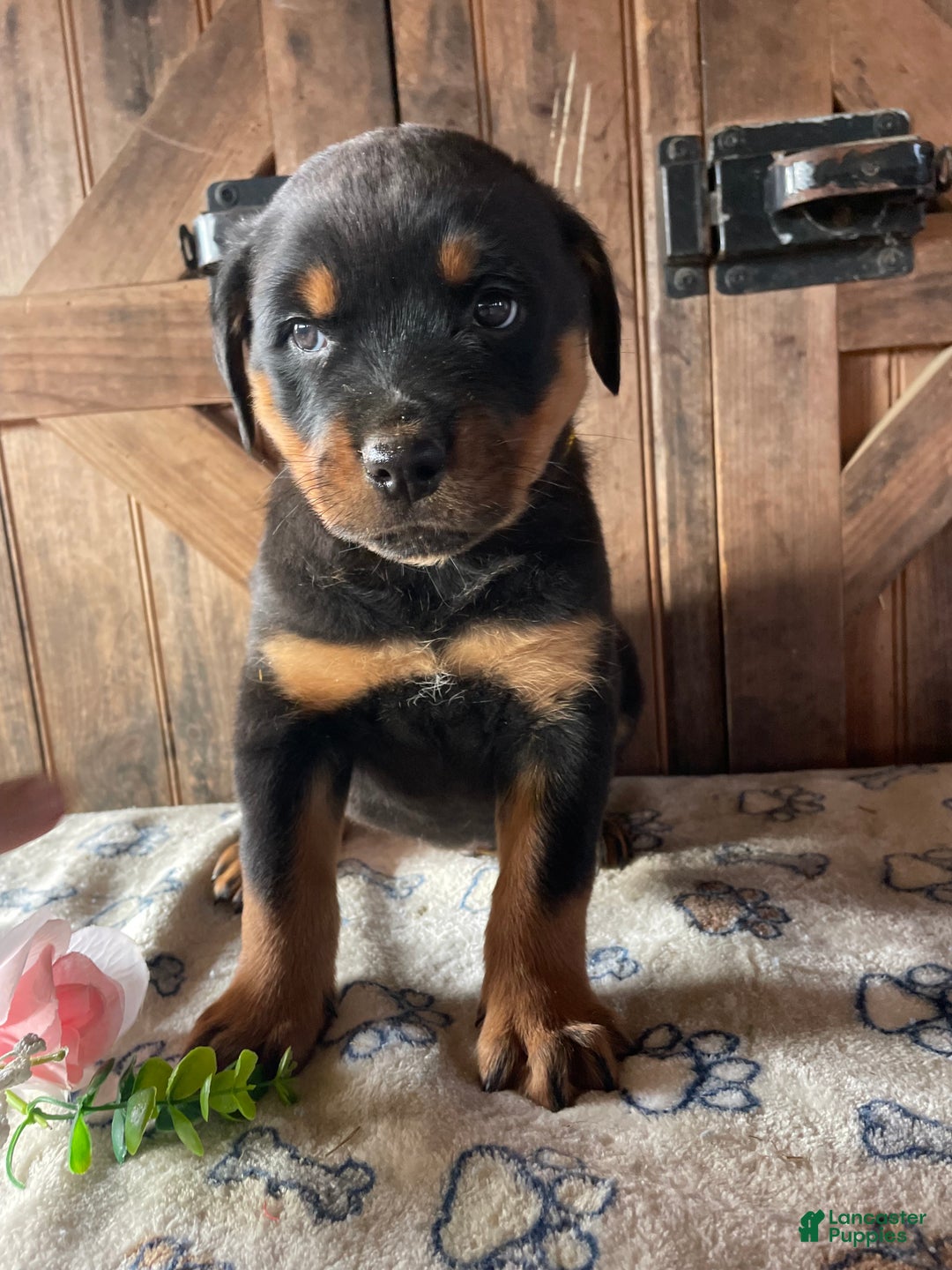 Rottweiler dogs for sale: Otto - Ad 1