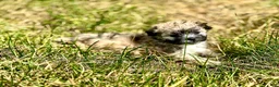 Shihpoo dogs for sale: Shihpoo 2 - Ad 3