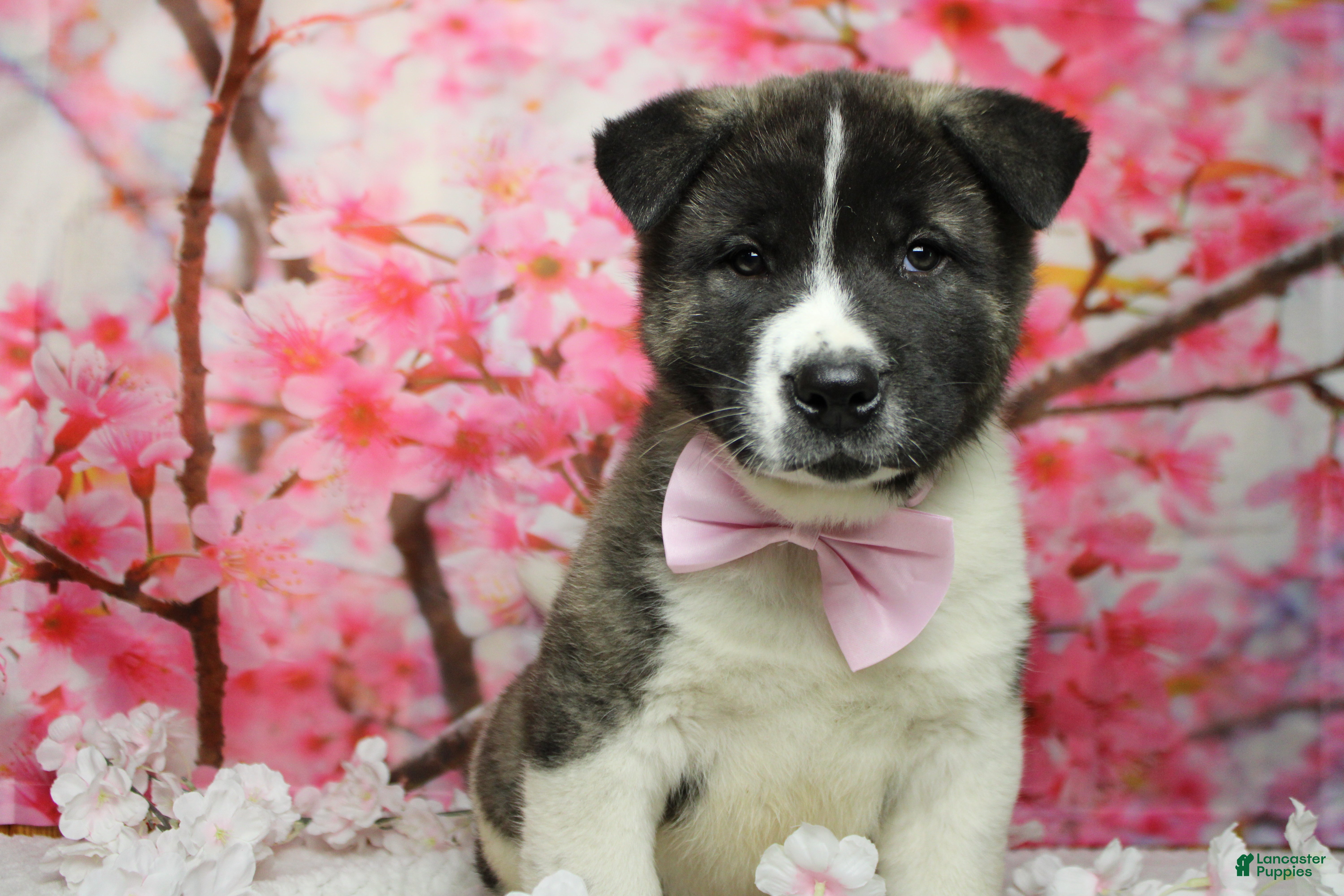 Akita dogs Jonathon  - Ad 2