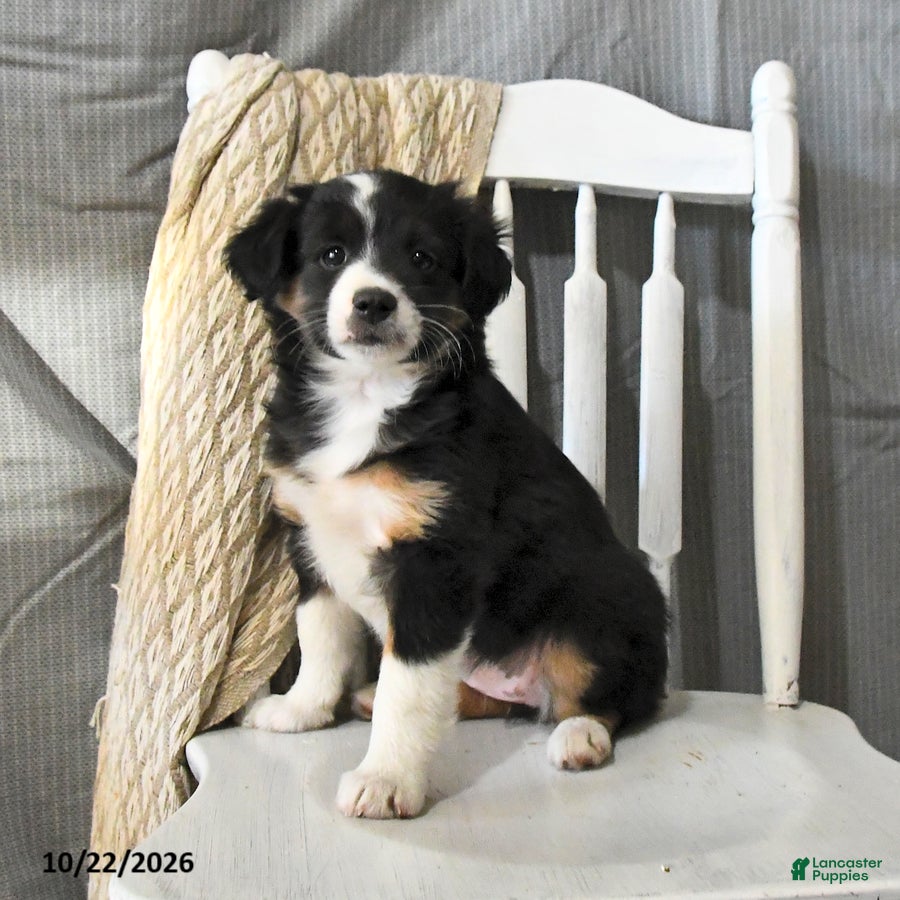 Miniature Australian Shepherd dogs for sale: Tulip - Ad 1