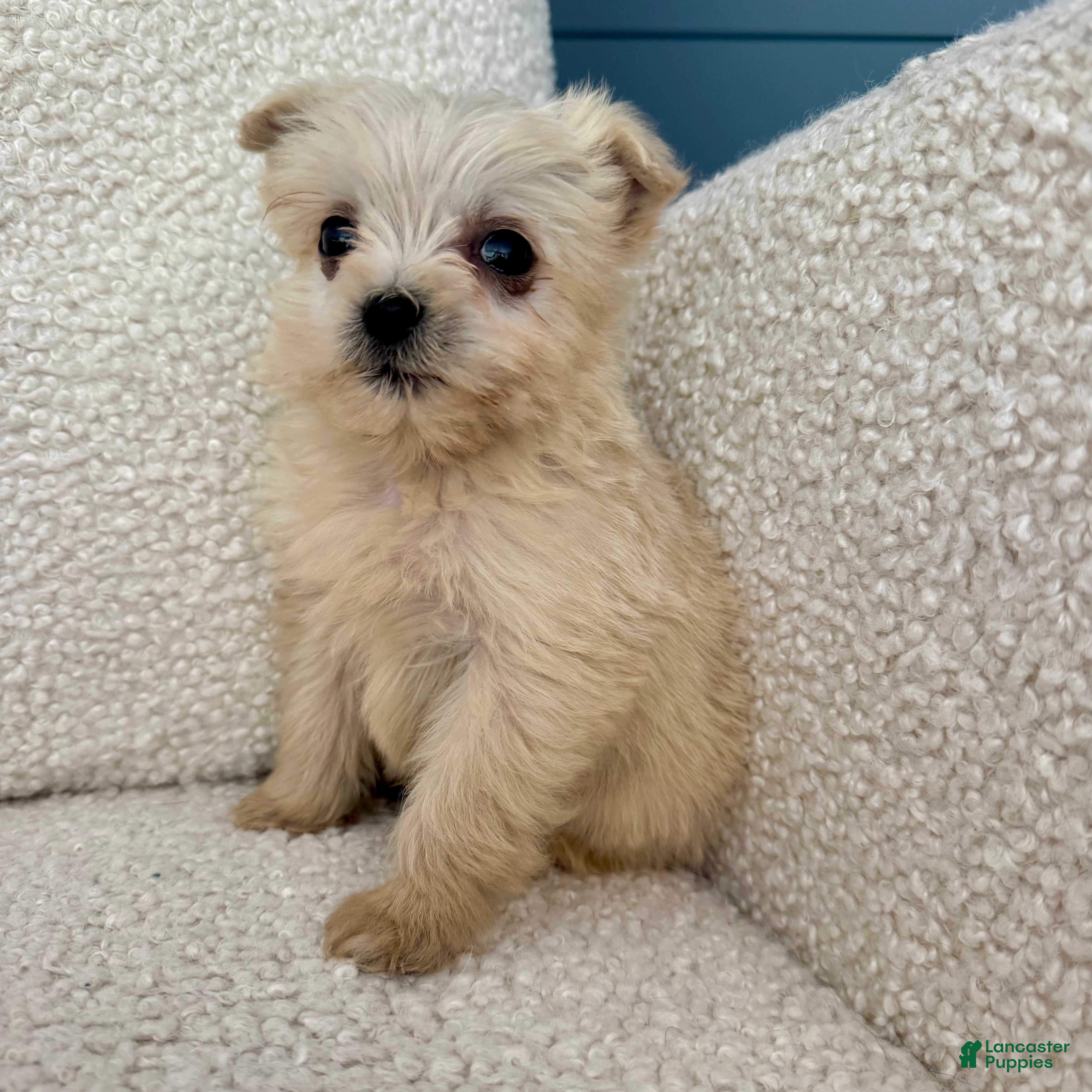 Shorkie dogs Honey - Ad 28