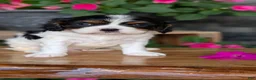 Cavalier King Charles Spaniel dogs for sale: Lance - Ad 3