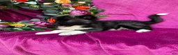 Siberian Husky dogs for sale: Koal - Ad 9