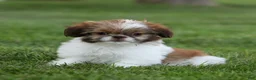 Shih Tzu dogs for sale: Tulip Shih Tzu  - Ad 4