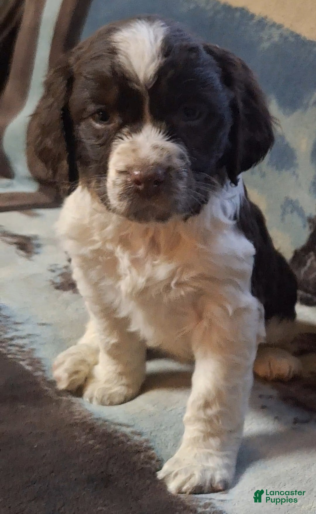 English Springer Spaniel dogs for sale: Sammy - Ad 1