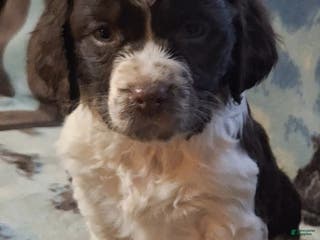 English Springer Spaniel dogs Sammy - Ad 20