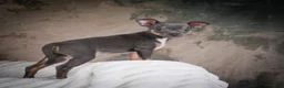 Chihuahua dogs for sale: Curby - Ad 12