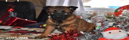 Belgian Malinois dogs for sale: Belle - Ad 4