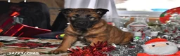 Belgian Malinois dogs for sale: Belle - Ad 9