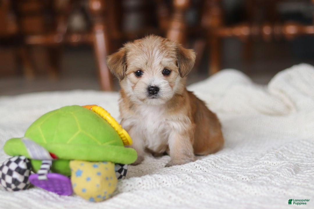 Morkie dogs for sale: Emma - Ad 6