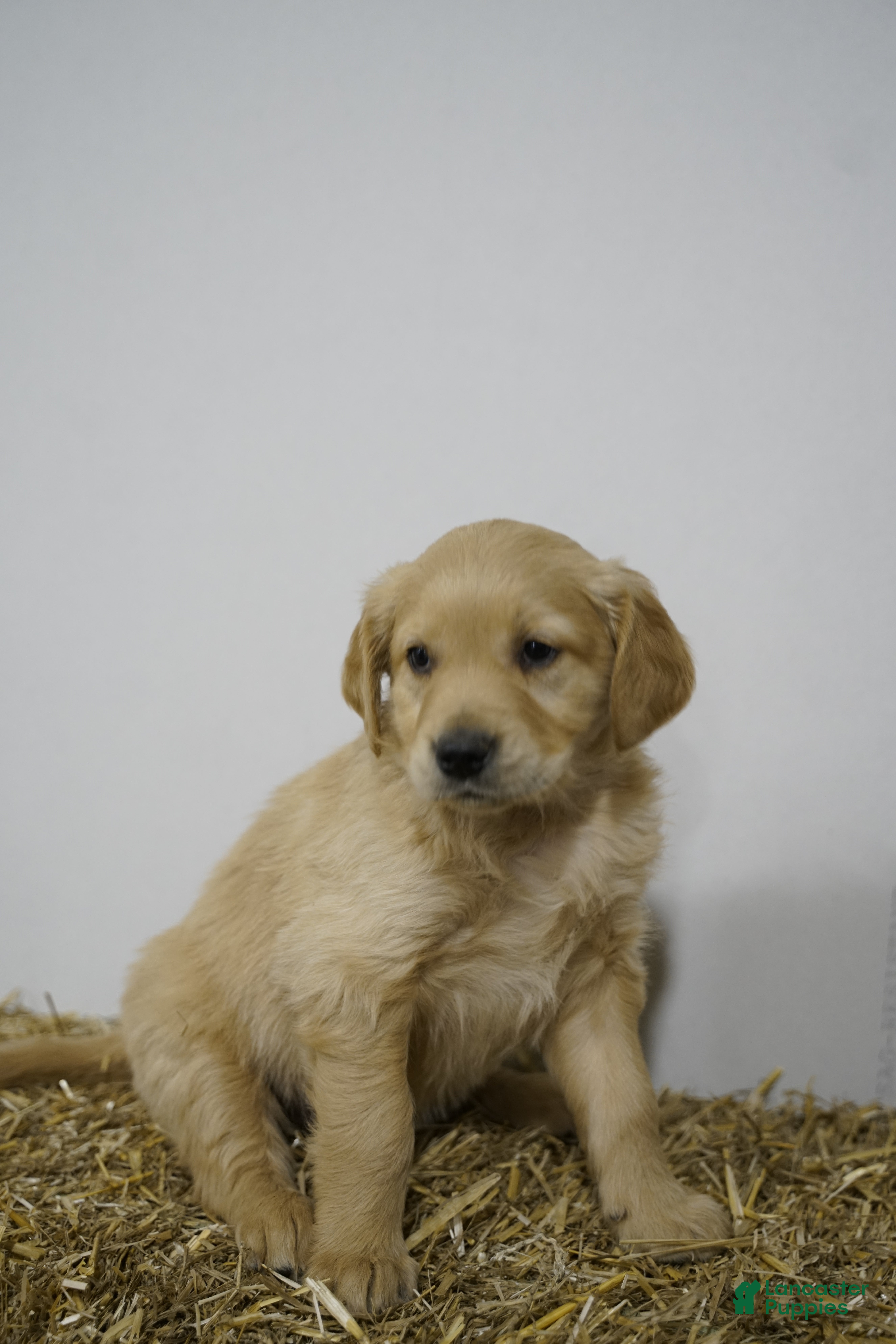 Golden Retriever dogs Golden Retriever Puppy 7 - Ad 18