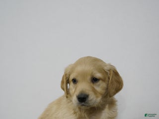Golden Retriever dogs Golden Retriever Puppy 7 - Ad 9
