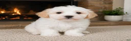Maltipoo dogs for sale: Ben - Ad 3