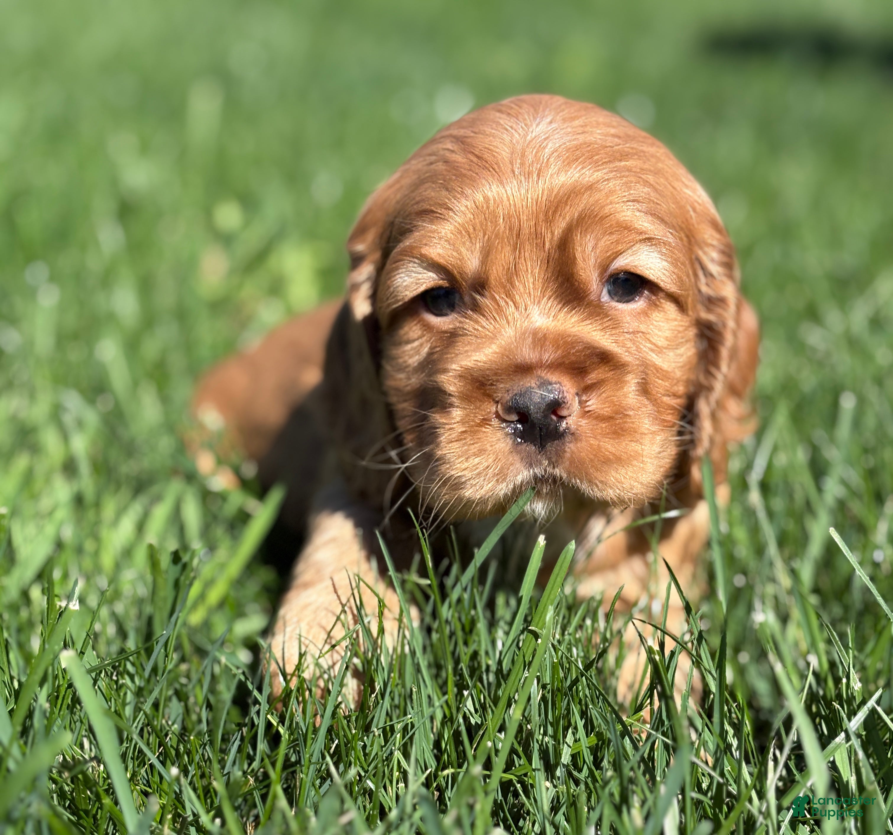 Cocker Spaniel dogs Hamilton  - Ad 1