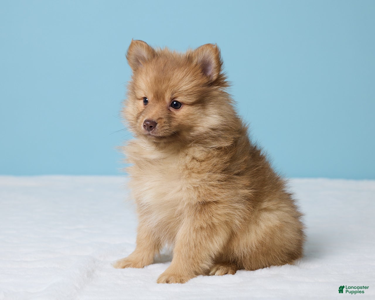 Pomeranian dogs Timmy - Ad 2