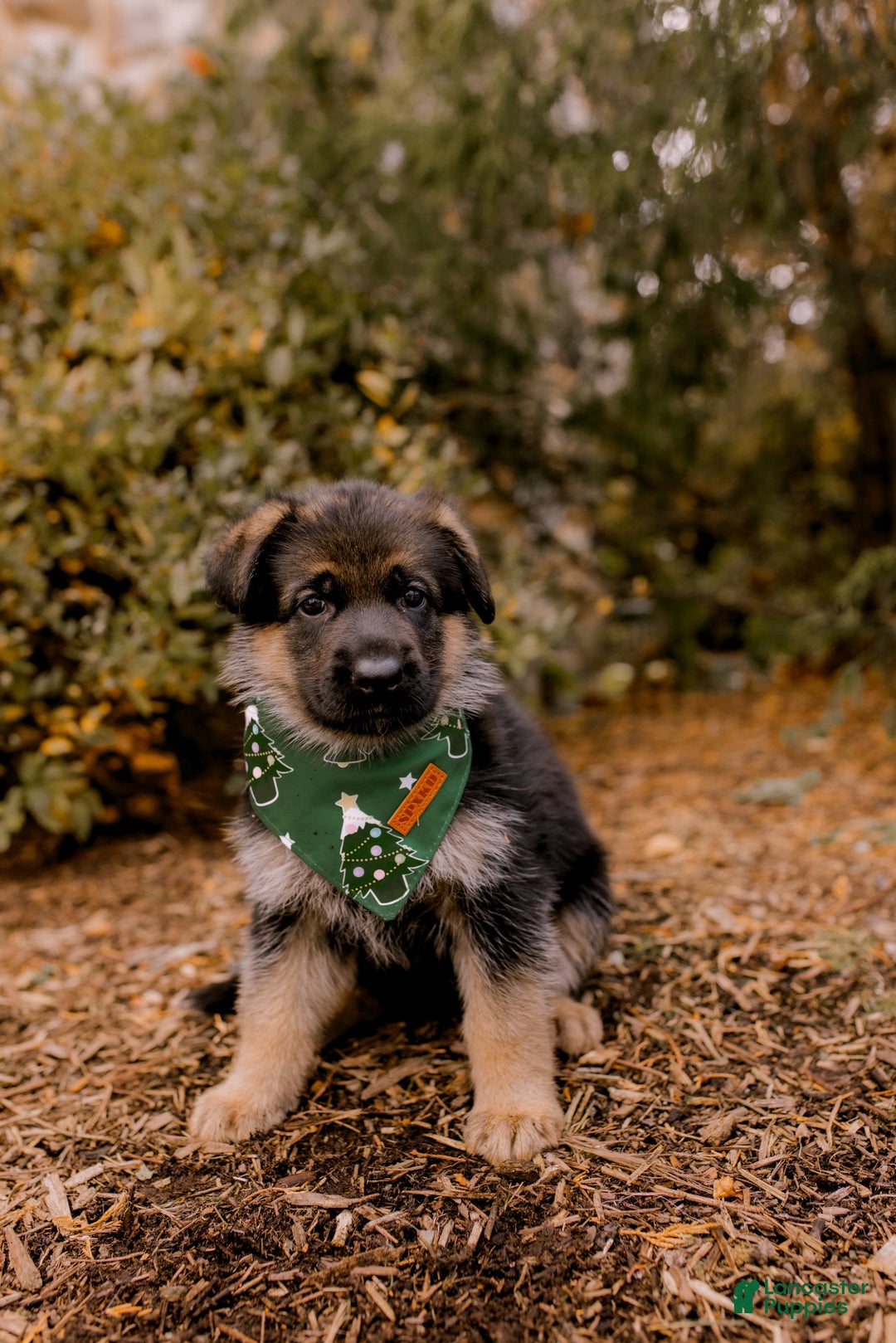 German Shepherd dogs for sale: Juliette - Ad 1