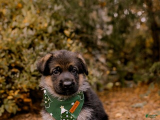 German Shepherd dogs Juliette - Ad 34