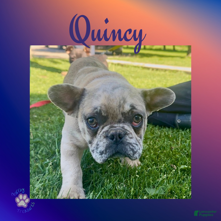 French Bulldog dogs Quincy “Blue” Collar, Male - Ad 29