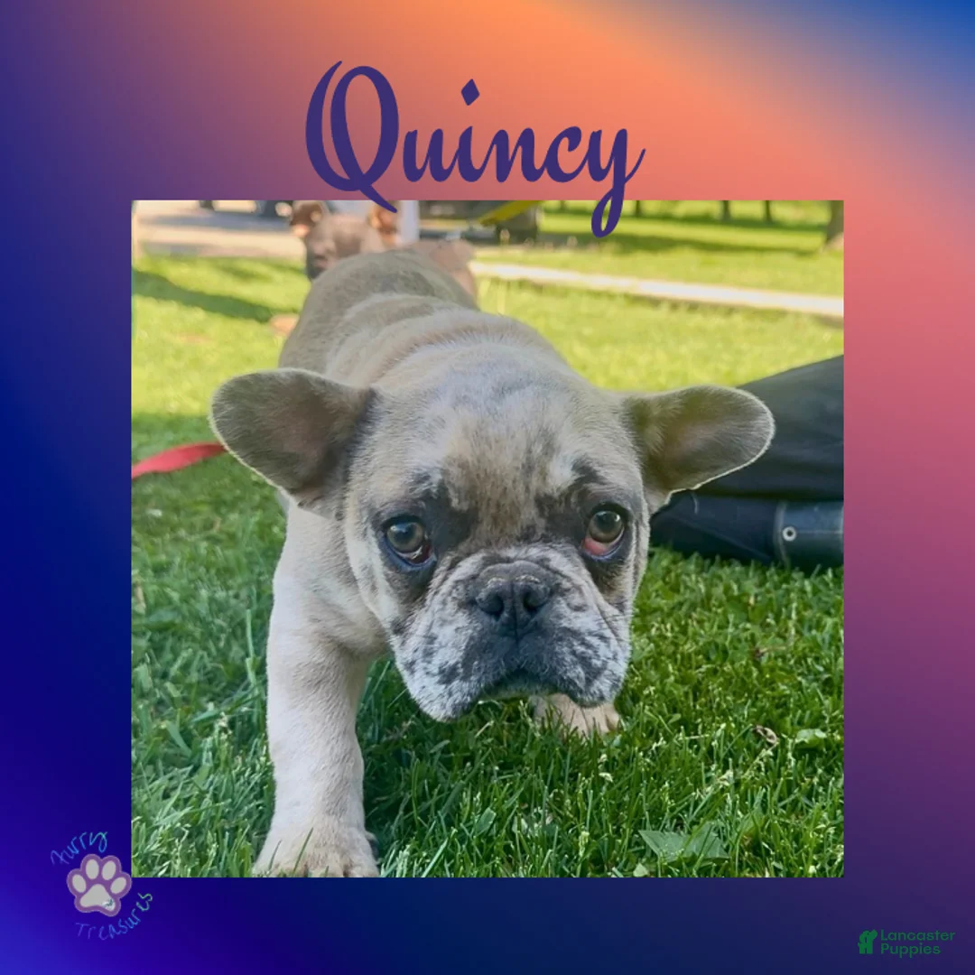 French Bulldog dogs for sale: Quincy “Blue” Collar, Male - Ad 1
