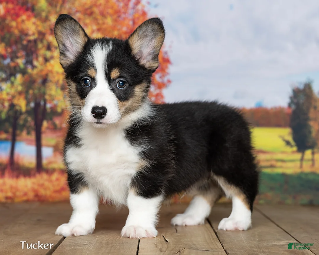 Welsh Corgi Pembroke dogs for sale: Tucker - Ad 1
