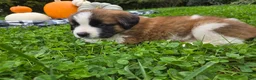 Saint Bernard dogs for sale: Willow - Ad 7