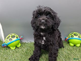 Cockapoo dogs - Ad 21