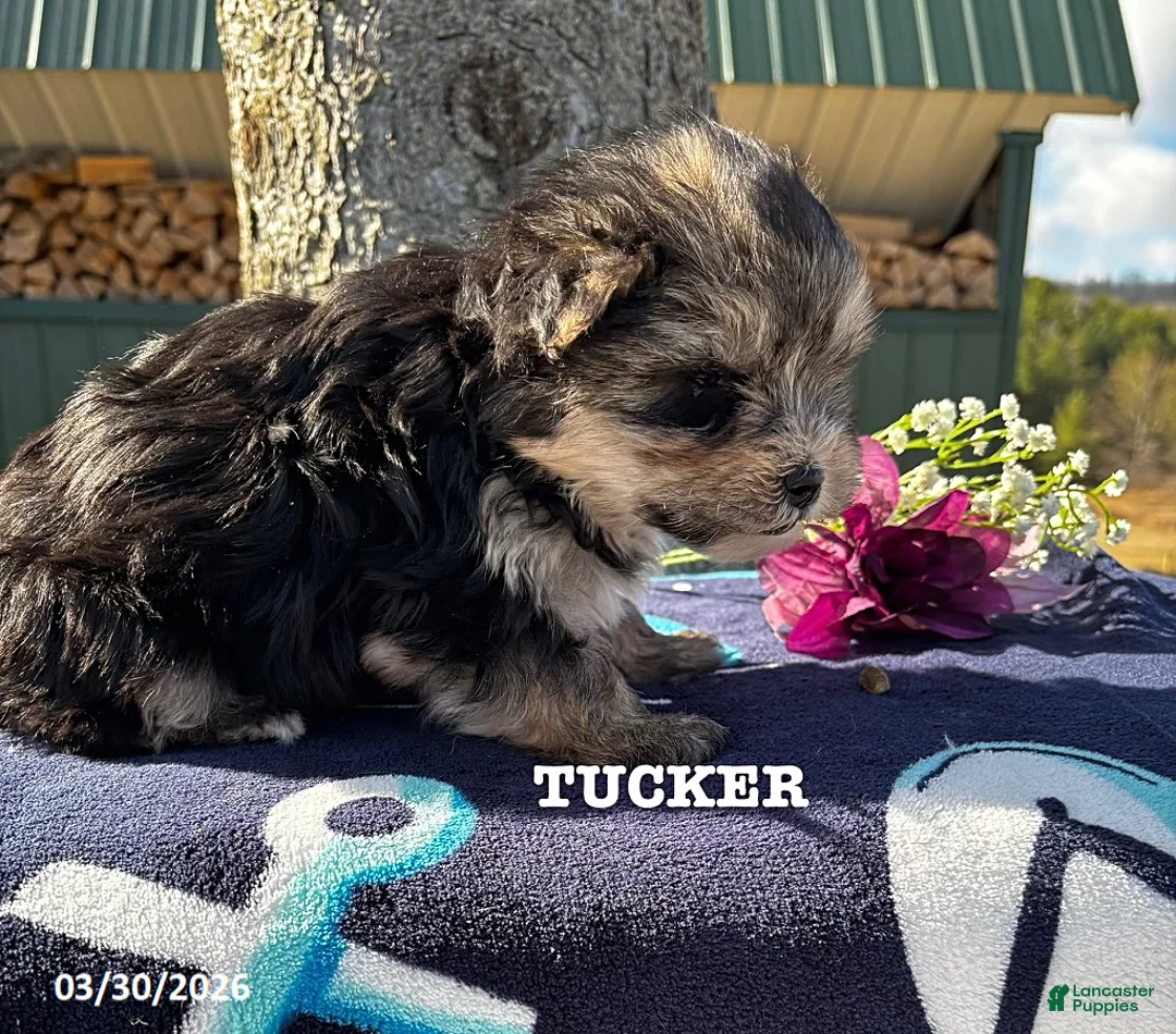 Morkie dogs for sale: Tucker - Ad 1
