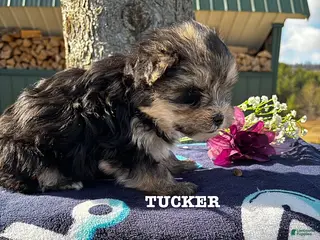 Morkie dogs for sale: Tucker - Ad 3