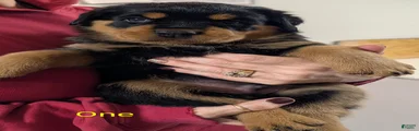 Rottweiler Puppy 1