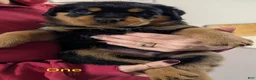 Rottweiler dogs for sale: Rottweiler Puppy 1 - Ad 1