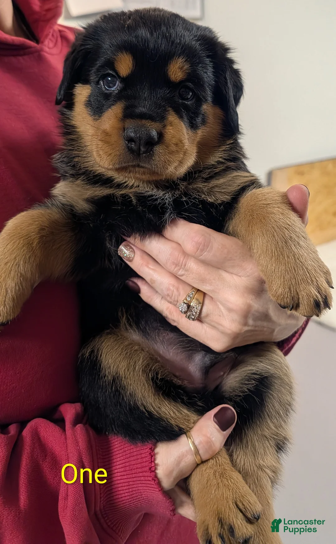 Rottweiler dogs for sale: Rottweiler Puppy 1 - Ad 1