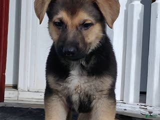 German Shepherd dogs Zelda (7) - Ad 16