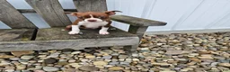 Boston Terrier dogs for sale: Dallas  - Ad 3