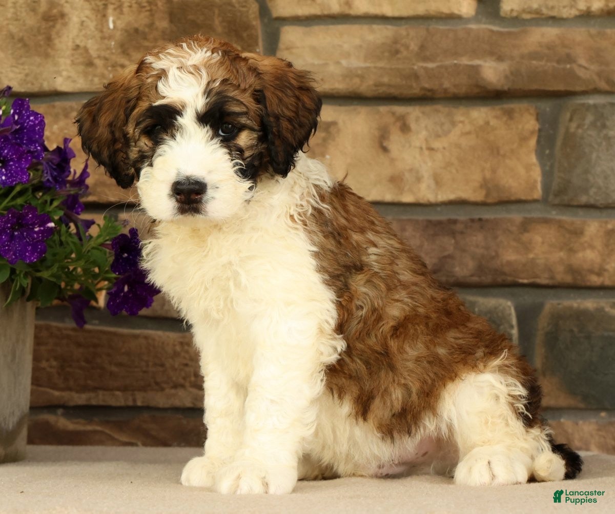 Saint Berdoodles dogs Ringo - Ad 2