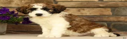 Saint Berdoodles dogs for sale: Ringo - Ad 2