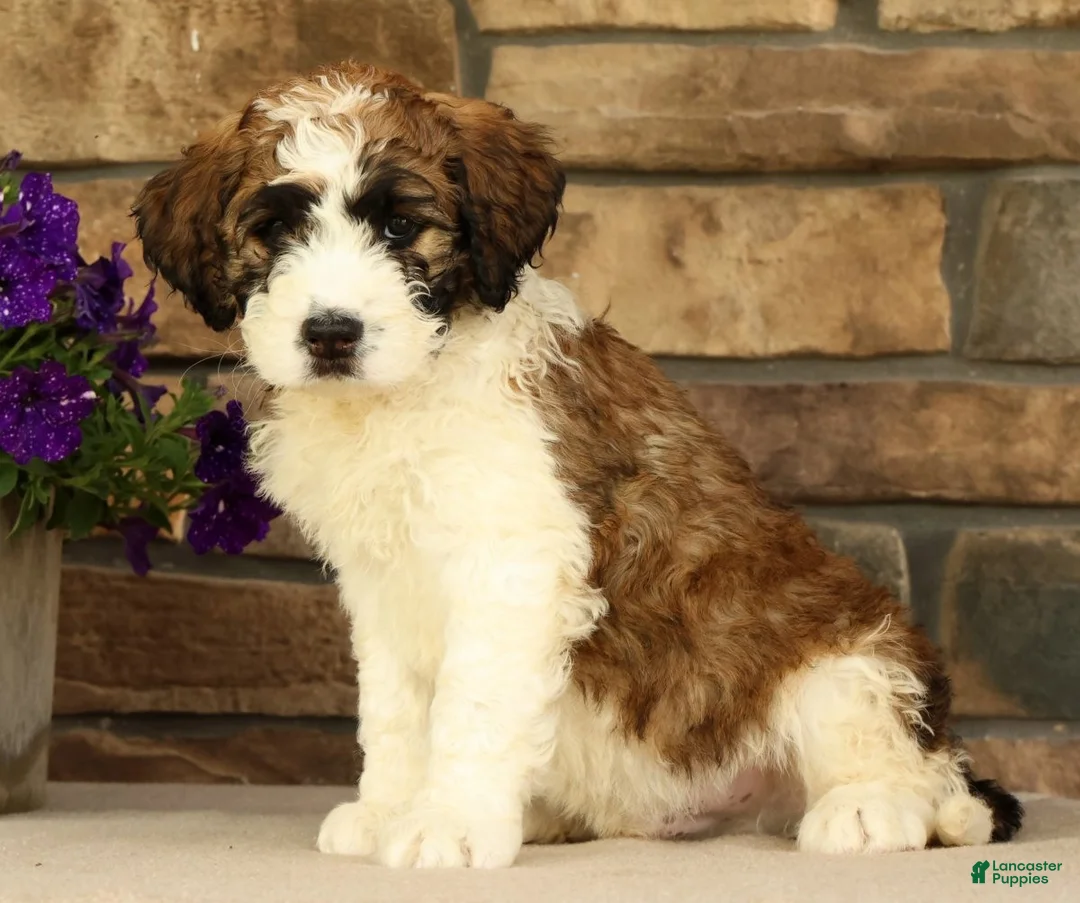 Saint Berdoodles dogs for sale: Ringo - Ad 2