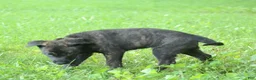 Dutch Shepherd dogs for sale: Jinx - Ad 7