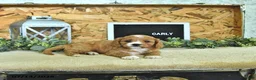 Cavapoo dogs for sale: Carly - Ad 4