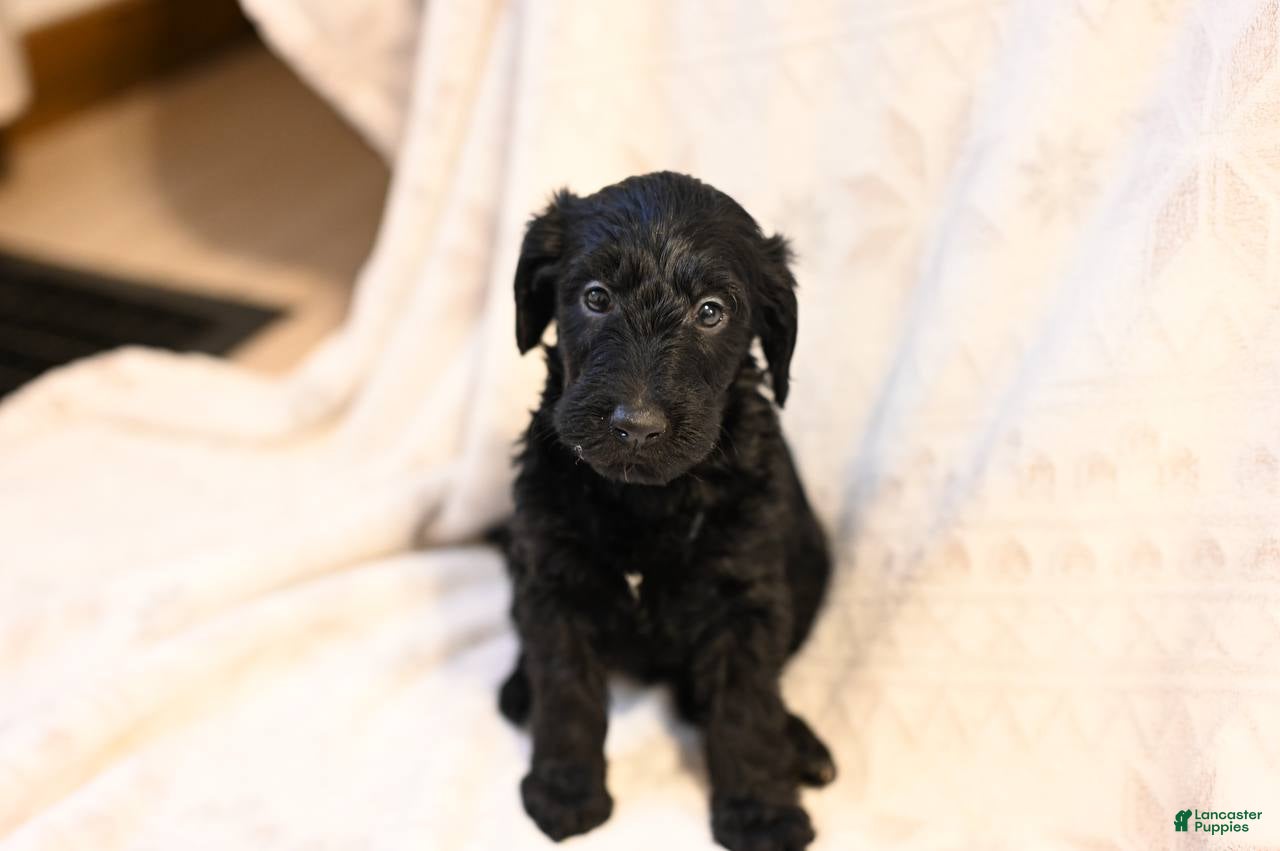 Mixed Breed dogs Hazel - Ad 13