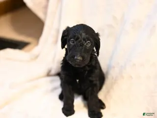 Mixed Breed dogs Hazel - Ad 13