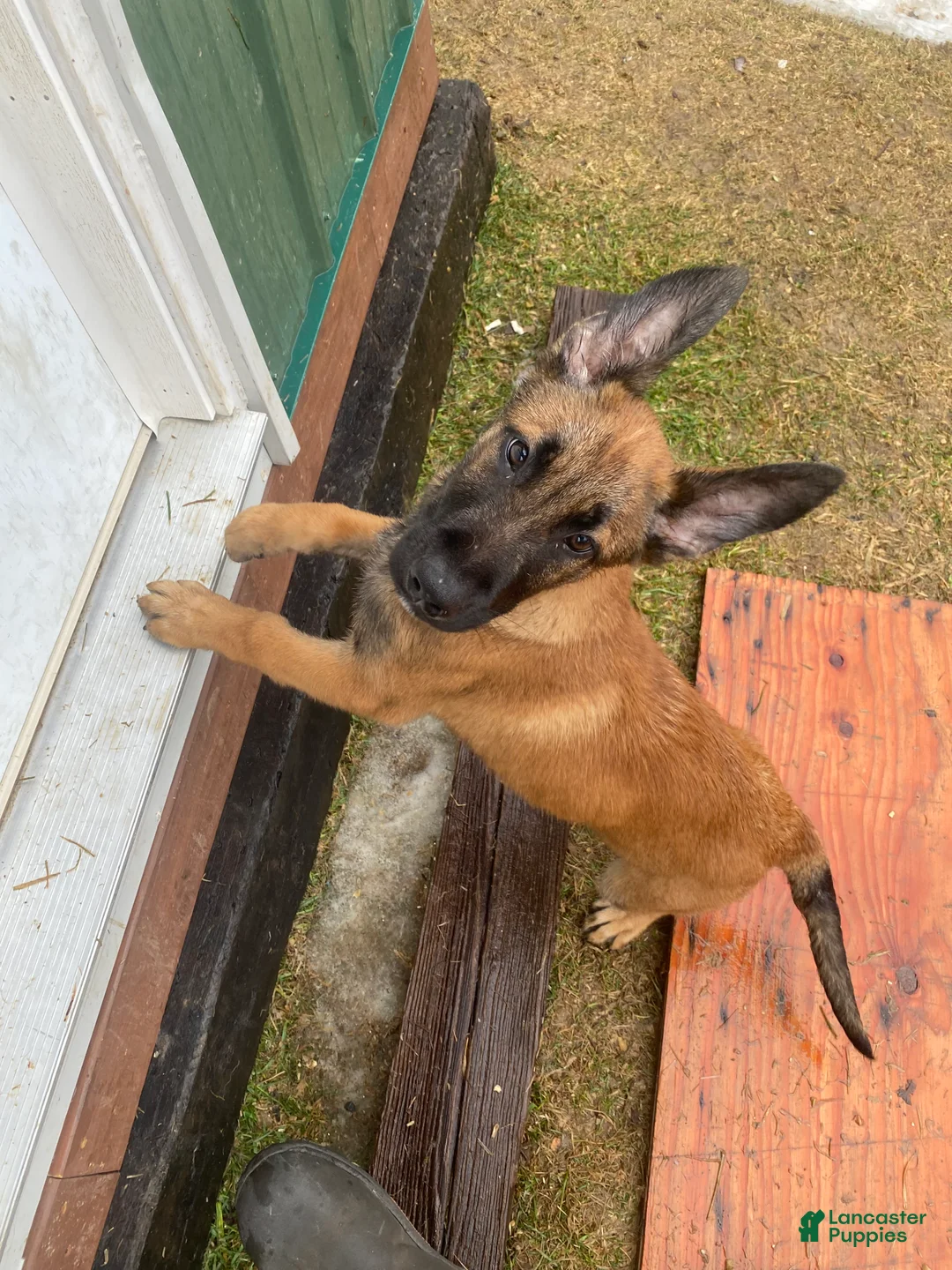 Mixed Breed dogs for sale: Zeus - Ad 2