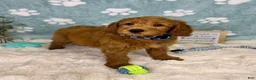 Mini Goldendoodle dogs for sale: Finn - Ad 5