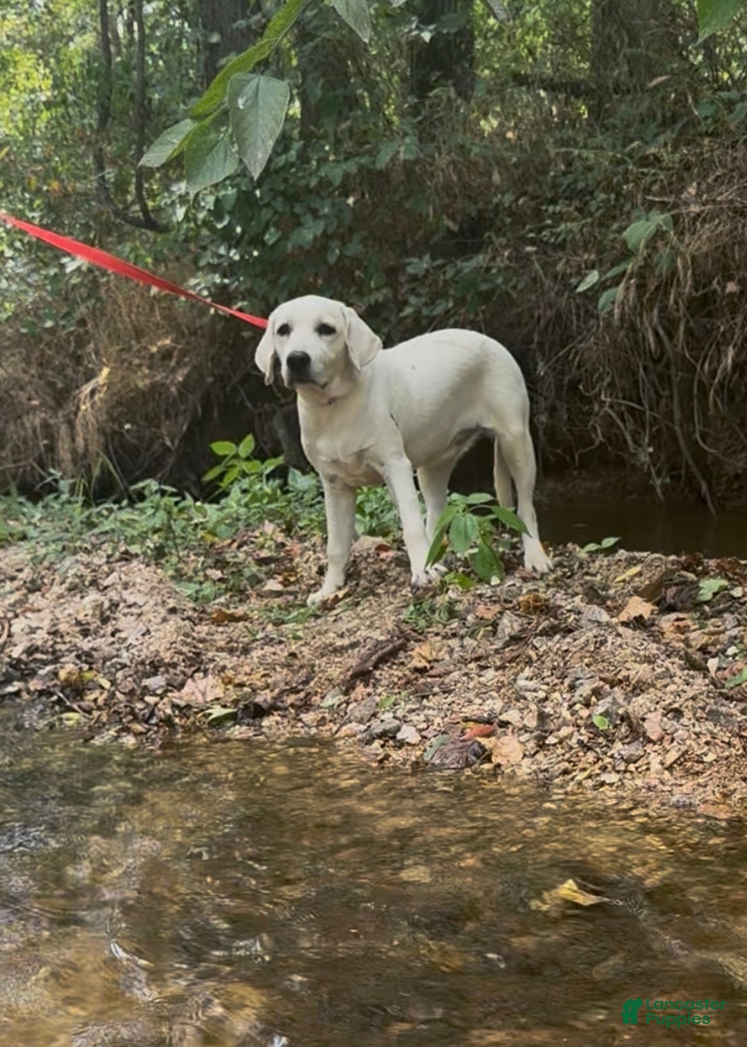 Labrador Retriever dogs for sale: Labrador Retriever Jackie - Ad 4
