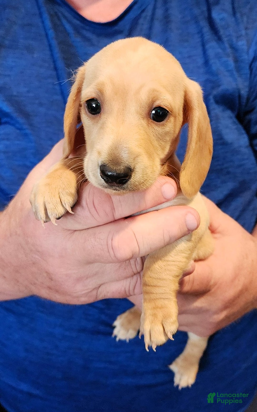 Miniature Dachshund dogs for sale: Honey - Ad 2