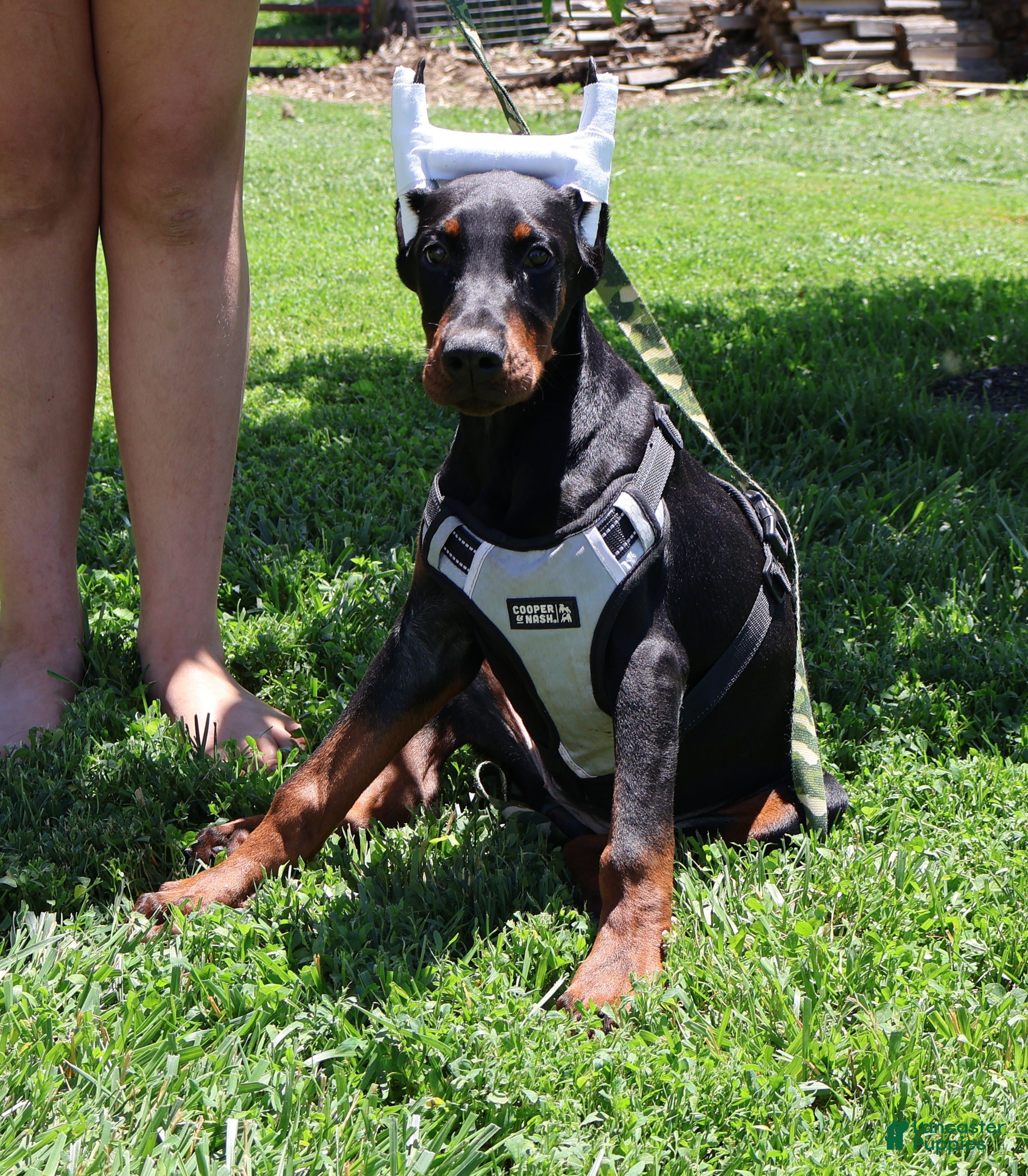 Doberman Pinscher dogs White - Ad 1