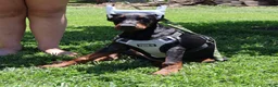 Doberman Pinscher dogs for sale: White - Ad 1