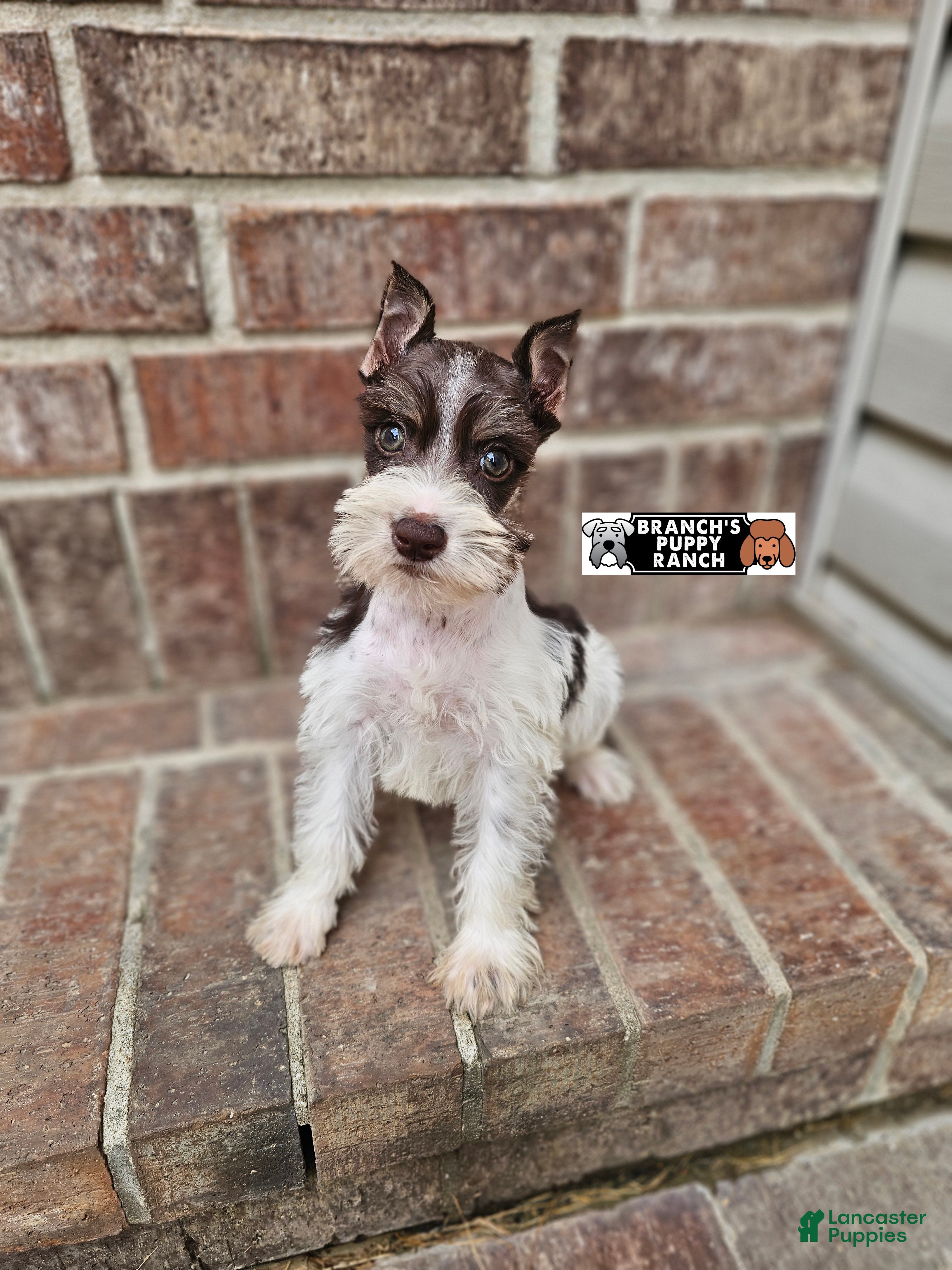 Miniature Schnauzer dogs Miniature Schnauzer 4 - Ad 1